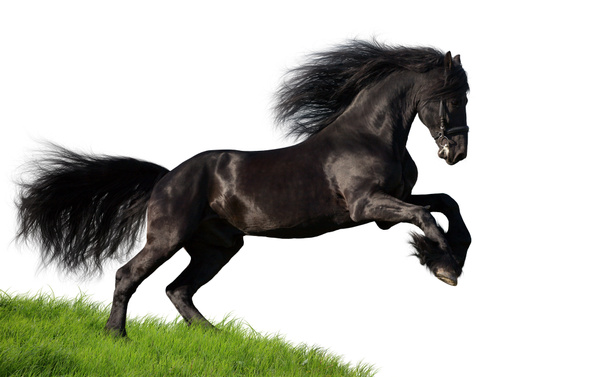 Koń fryzyjski - Zdjęcie, obraz