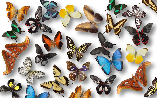 Fond papillon. - Photo, image