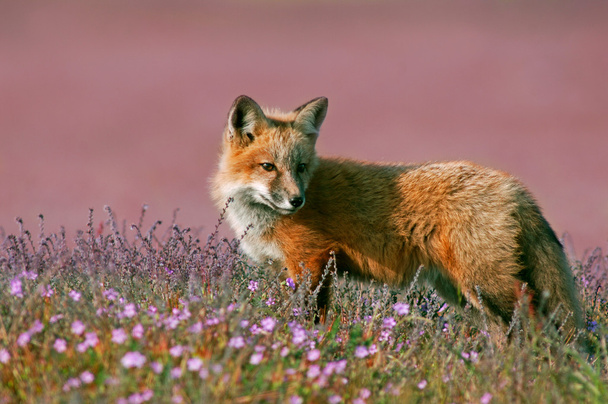mladí red fox - Fotografie, Obrázek