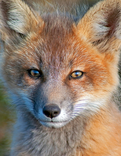 mladí fox - Fotografie, Obrázek