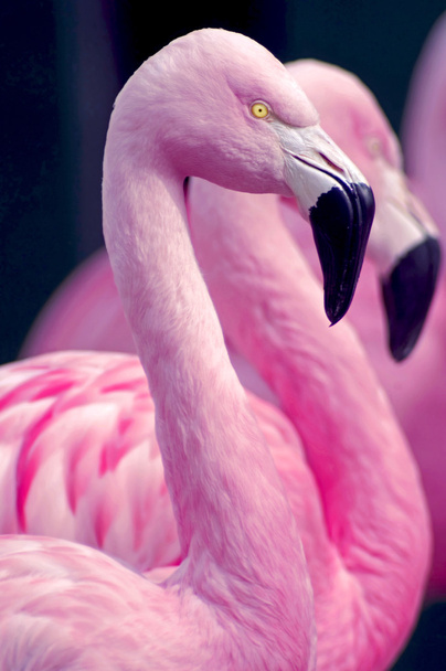 Three Flamingos - Photo, Image