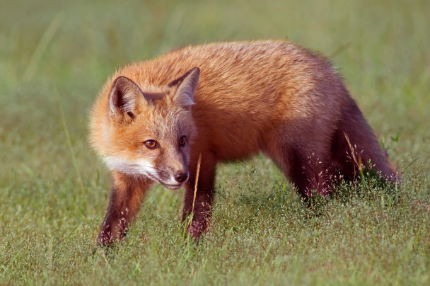 Fox Kit in Meadow - Zdjęcie, obraz