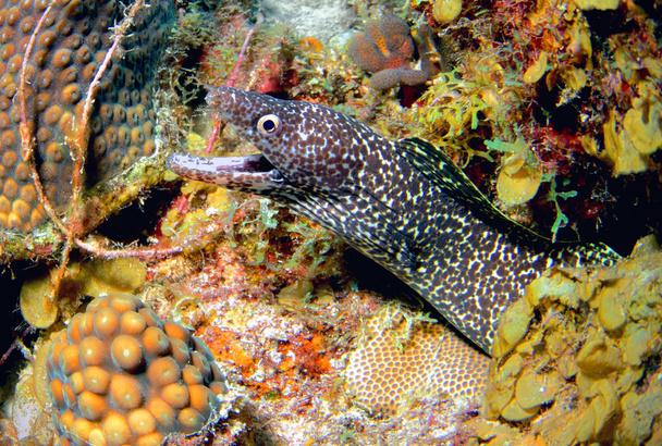 Moray manchado anguila 2
 - Foto, imagen
