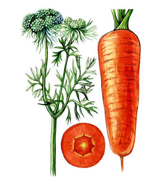 Fruits et feuilles de carottes (Daucus). Botanique
 - Photo, image