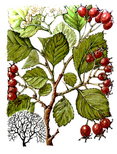 Плоды и листья боярышника (Кратег). Ботаника
 - Фото, изображение