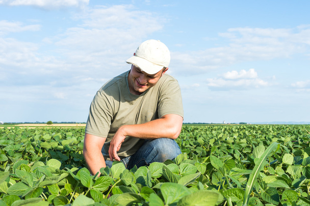 farmer in soybean fields  - Photo, Image