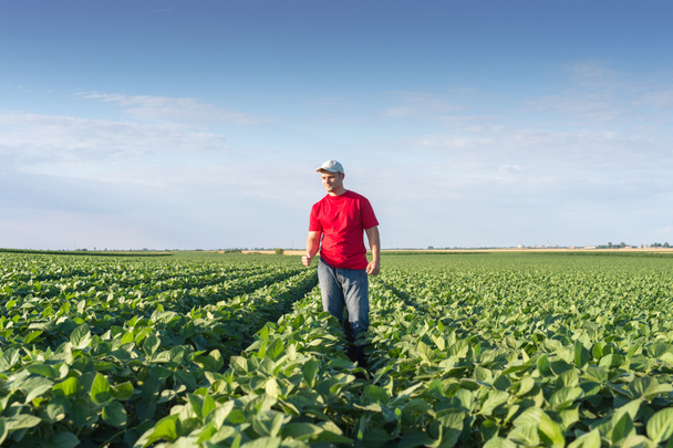 farmer in soybean fields  - Photo, Image