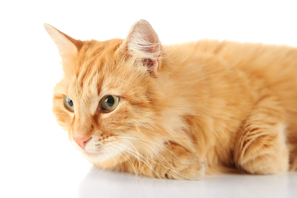 Red cat isolated on white background - Foto, afbeelding