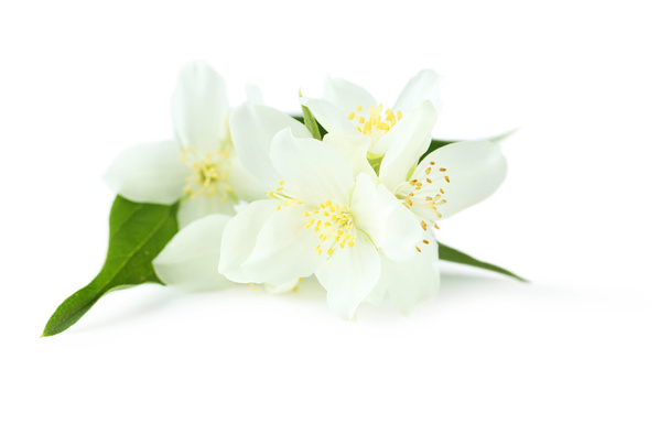 White flowers of jasmine - Photo, image