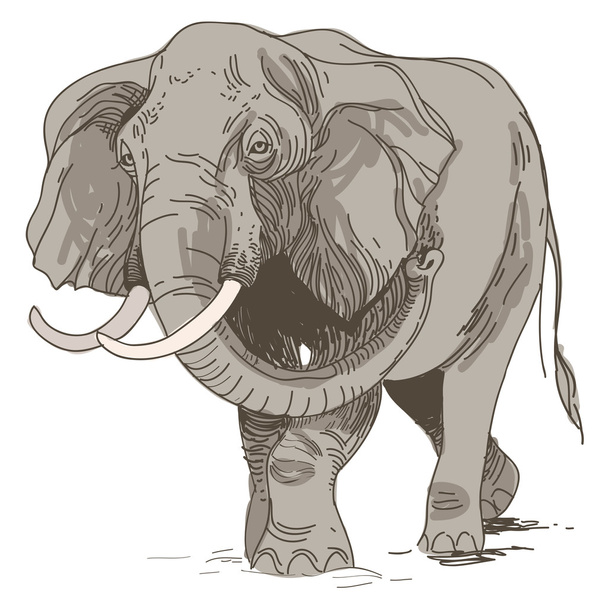 vector illustration of engraving elephants  on white background - Vektör, Görsel