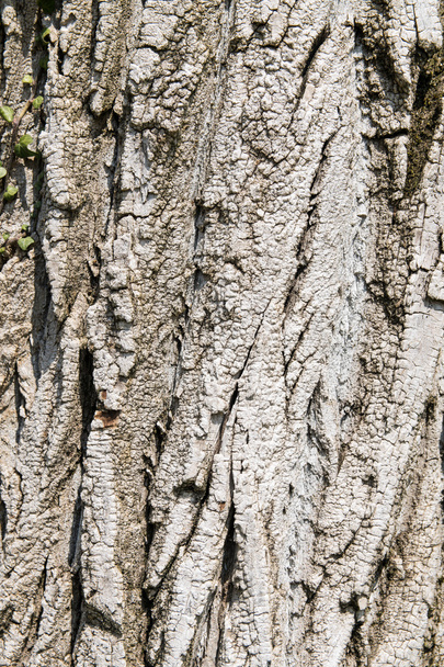 texture formée par l'écorce d'un vieil arbre
 - Photo, image