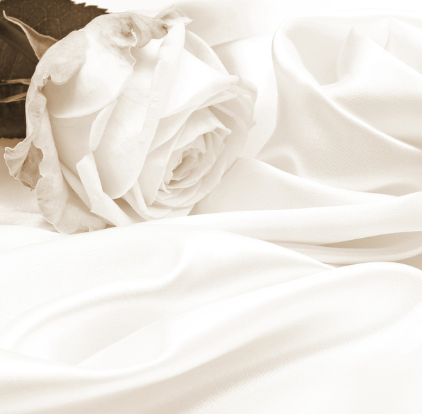 White rose close-up - Valokuva, kuva