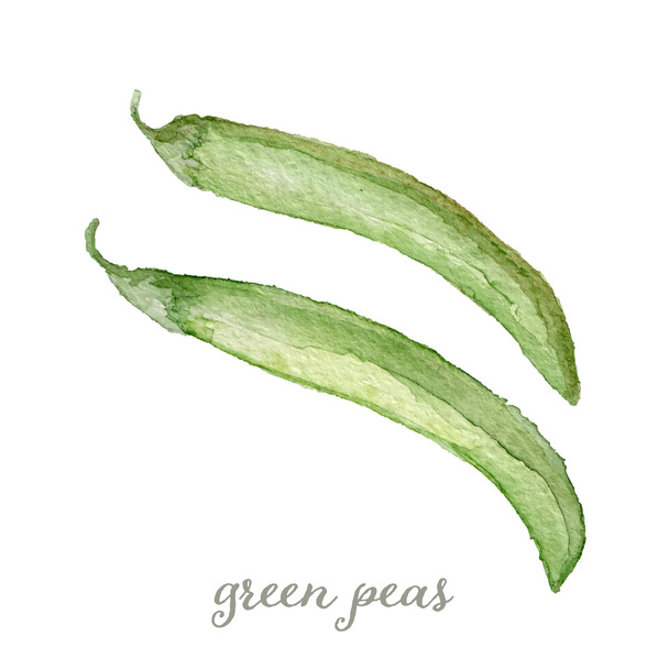 Watercolor green peas - hand painted vector - Διάνυσμα, εικόνα