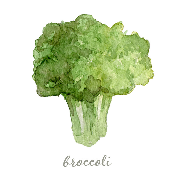 Watercolor broccoli - hand painted vector - Vektor, kép