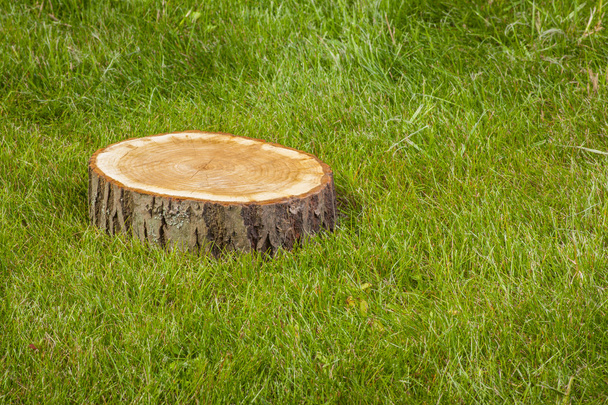 Stump tree plant on green field - Foto, afbeelding
