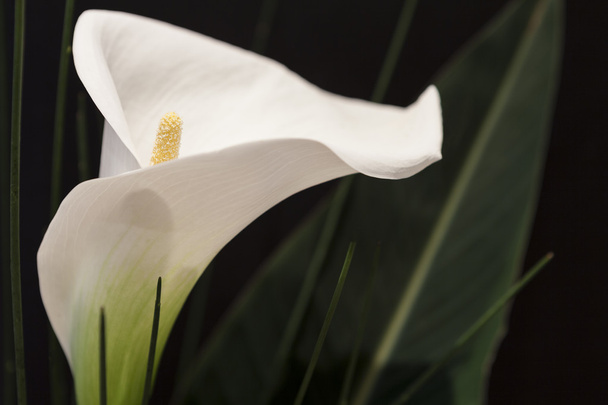 White Calla Lili in front of black Background macro Detail - Photo, Image
