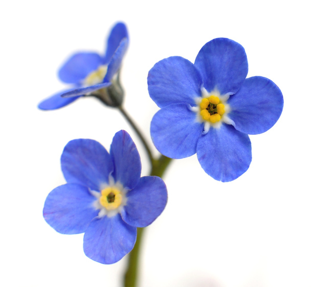 Forget-me-not Victoria Blue Flower Isolé sur Blanc
 - Photo, image