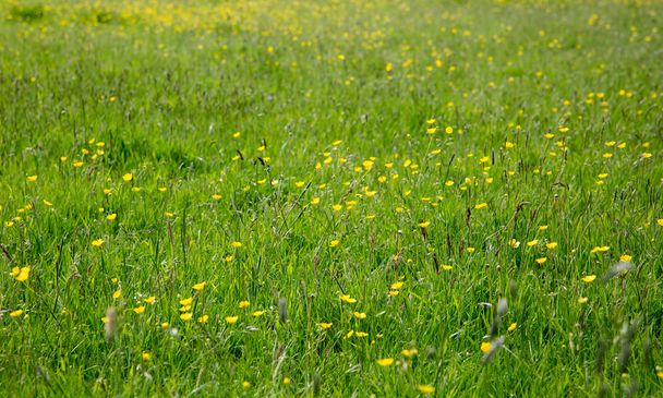 Prairie avec buttercups jaunes
 - Photo, image