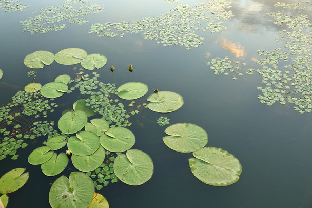 Water surface with plants - Zdjęcie, obraz