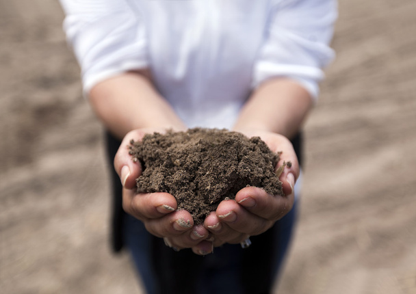 Growing up in rich soil on hands - Фото, зображення