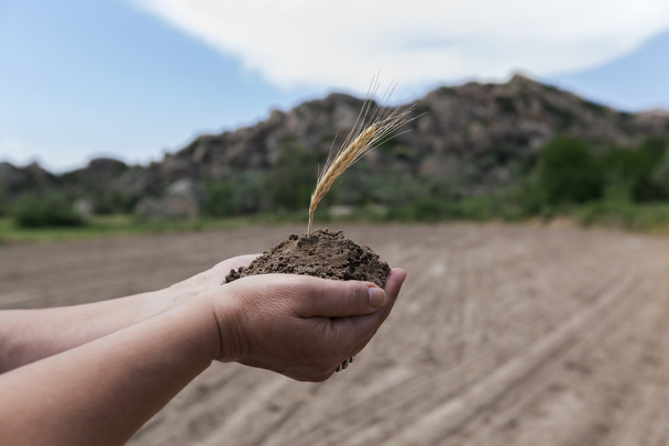 Выращивание в богатой почве на руках
 - Фото, изображение