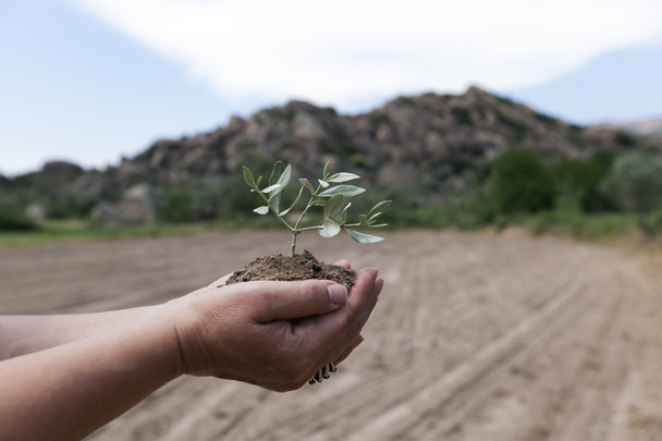 Growing up in rich soil on hands - Photo, Image