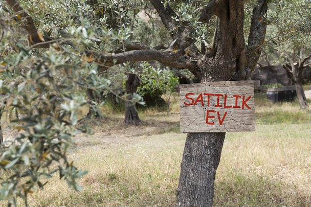 Zeichen für natürlichen Hausverkauf an einem Olivenbaum - Foto, Bild