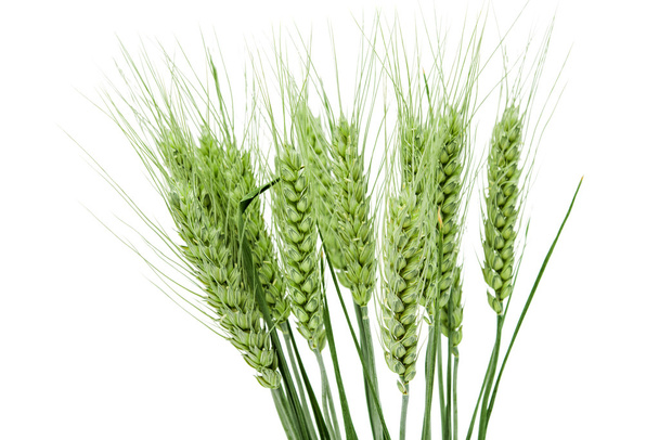 Hojas verdes de trigo
  - Foto, Imagen