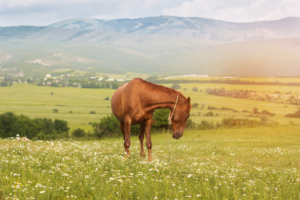 Красивая коричневая лошадь в горах Крыма
 - Фото, изображение