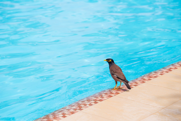 Indian Myna bird on the swimming pool - Photo, Image