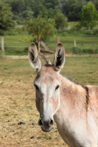 Quiet donkey in a field in spring - Foto, Imagen