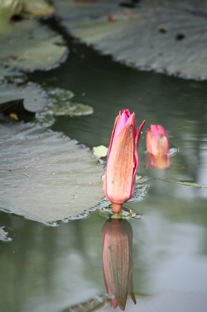 Цветы лотоса
 - Фото, изображение