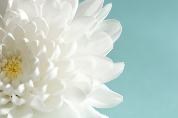 Crysanthemum on cyan
 - Фото, изображение