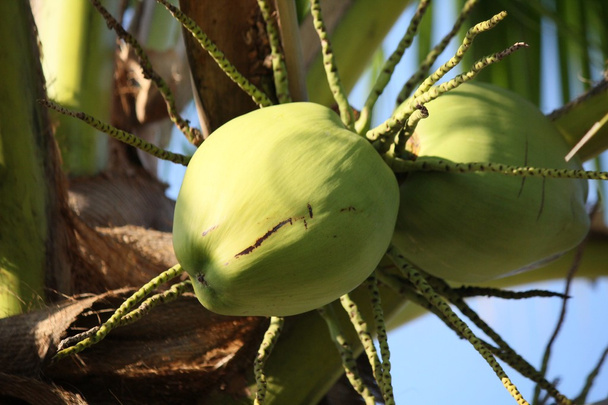 kokosnoot boom - Foto, afbeelding