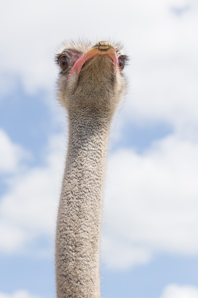 struisvogel hoofd van onderen - Foto, afbeelding