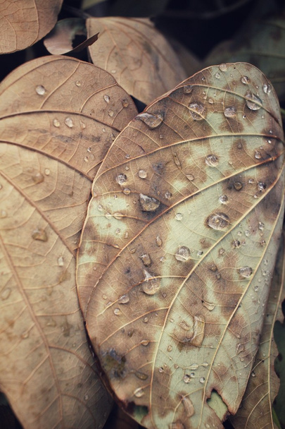 αποξηραμένα φύλλα με σταγόνα νερό - Φωτογραφία, εικόνα