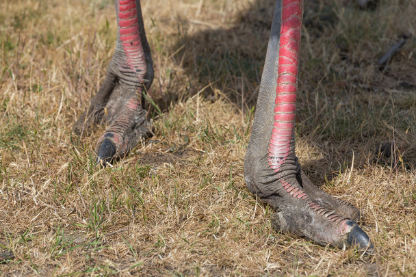 страус ніг
 - Фото, зображення