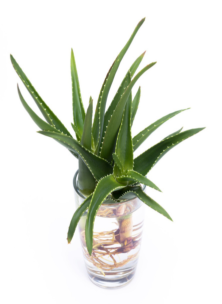 Aloe vera with roots in a glass of water - Fotoğraf, Görsel