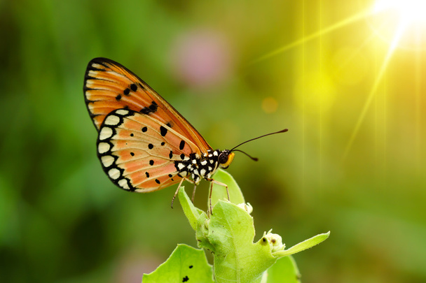 Closeup vlinder  - Foto, afbeelding