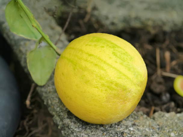 Oranges on the tree. - Photo, Image