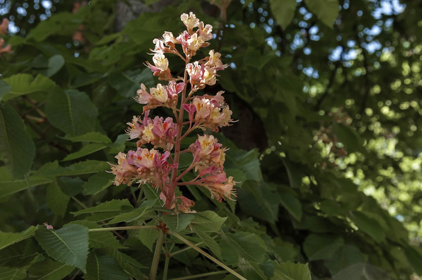 赤馬栗またはセイヨウトチノキ、マロニエ、トチの実の木の花 - 写真・画像