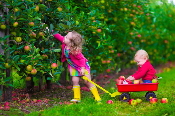 Kinder pflücken Äpfel auf einem Bauernhof - Foto, Bild