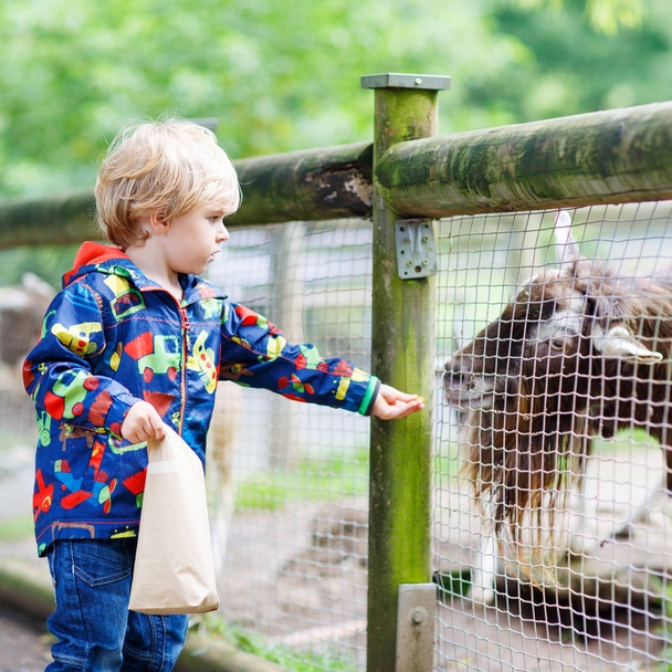 garoto menino alimentando cabras em uma fazenda de animais
 - Foto, Imagem