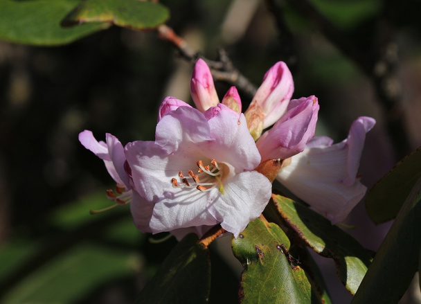 Ροζ άνθος ροδοδενδρίου - Φωτογραφία, εικόνα