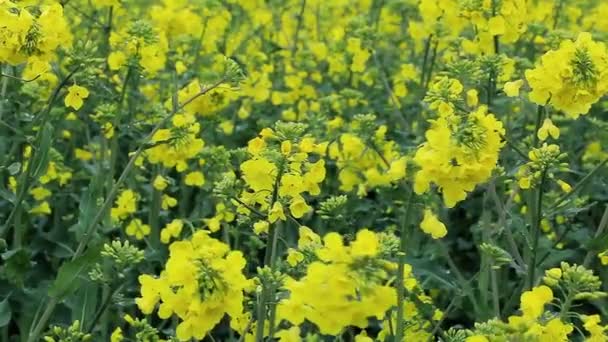 Yellow rapeseed flowers - Footage, Video