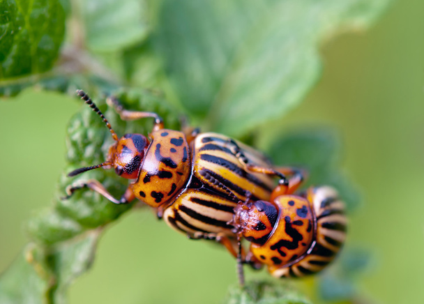 deux coléoptères colorado
 - Photo, image