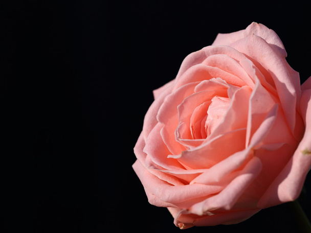 Троянди
 - Фото, зображення