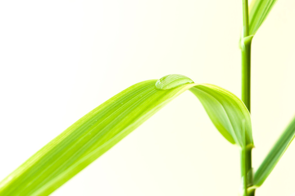 Raindrop on bamboo leaves closeup on white background - Фото, зображення