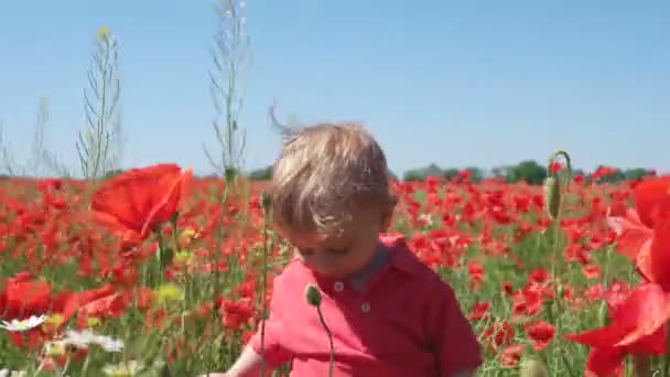 Feliz niño sonriente recogiendo flores de amapolas en el campo floreciente
 - Metraje, vídeo