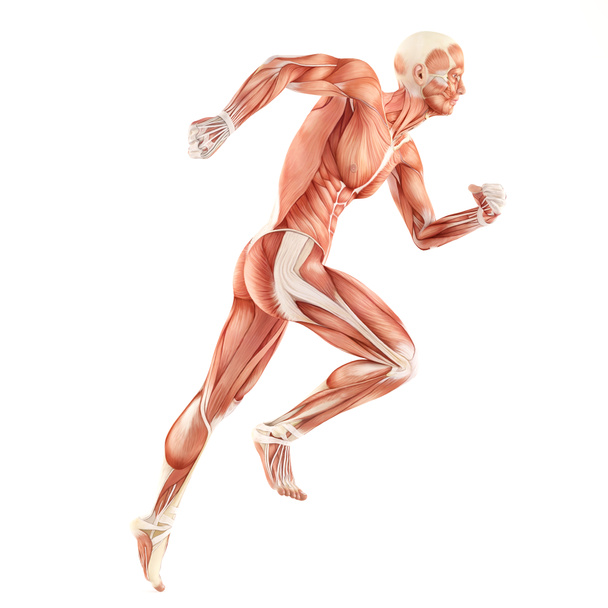 Courir homme muscle anatomie système isolé sur fond blanc
 - Photo, image